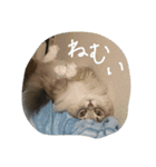 ねこのいち助（個別スタンプ：13）