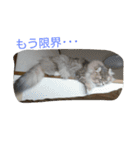 ねこのいち助（個別スタンプ：14）