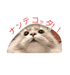 ねこのいち助（個別スタンプ：15）