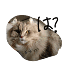ねこのいち助（個別スタンプ：17）