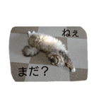 ねこのいち助（個別スタンプ：18）