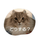 ねこのいち助（個別スタンプ：19）