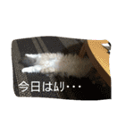 ねこのいち助（個別スタンプ：20）