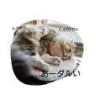 ねこのいち助（個別スタンプ：21）