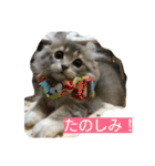 ねこのいち助（個別スタンプ：23）