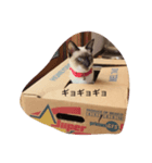 こまみとむぎお（個別スタンプ：3）