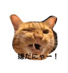 キラのスタンプ（個別スタンプ：4）
