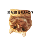 キラのスタンプ（個別スタンプ：15）