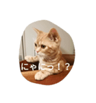 ハルくんの日常（個別スタンプ：1）