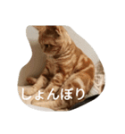ハルくんの日常（個別スタンプ：7）