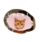 ハルくんの日常（個別スタンプ：8）