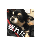 チワワと馬【完璧個人用】（個別スタンプ：4）