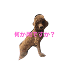 ちょんちょん一家の日常1（個別スタンプ：5）