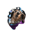ココアちゃん（個別スタンプ：7）