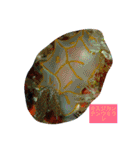 沖縄の海と海中の生き物（個別スタンプ：6）