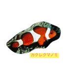 沖縄の海と海中の生き物（個別スタンプ：9）