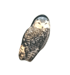 梟（個別スタンプ：14）