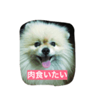 人間の気持ちは犬が一番知ってる（個別スタンプ：1）