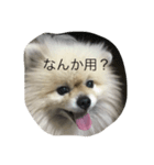 人間の気持ちは犬が一番知ってる（個別スタンプ：2）