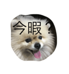人間の気持ちは犬が一番知ってる（個別スタンプ：3）