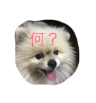 人間の気持ちは犬が一番知ってる（個別スタンプ：4）