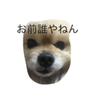 人間の気持ちは犬が一番知ってる（個別スタンプ：6）