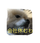 人間の気持ちは犬が一番知ってる（個別スタンプ：7）