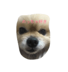 人間の気持ちは犬が一番知ってる（個別スタンプ：8）