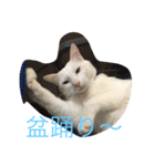 にゃんころべ〜（個別スタンプ：1）