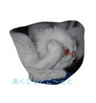 にゃんころべ〜（個別スタンプ：3）