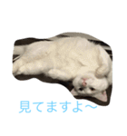 にゃんころべ〜（個別スタンプ：4）