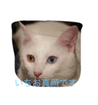 にゃんころべ〜（個別スタンプ：5）