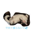 にゃんころべ〜（個別スタンプ：6）