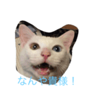 にゃんころべ〜（個別スタンプ：10）
