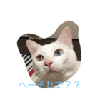 にゃんころべ〜（個別スタンプ：11）