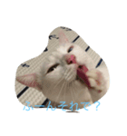 にゃんころべ〜（個別スタンプ：12）