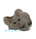 にゃんころべ〜（個別スタンプ：13）