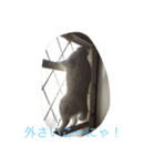 にゃんころべ〜（個別スタンプ：15）