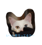 にゃんころべ〜（個別スタンプ：16）