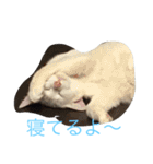にゃんころべ〜（個別スタンプ：19）