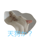 にゃんころべ〜（個別スタンプ：23）