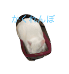 にゃんころべ〜（個別スタンプ：24）