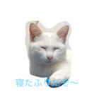 にゃんころべ〜（個別スタンプ：30）