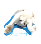 にゃんころべ〜（個別スタンプ：31）