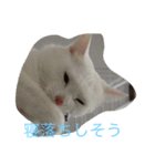 にゃんころべ〜（個別スタンプ：32）