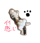スコティッシュフォールドいりえるの日常（個別スタンプ：2）