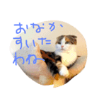 スコティッシュフォールドいりえるの日常（個別スタンプ：4）