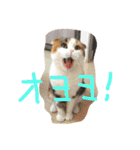 スコティッシュフォールドいりえるの日常（個別スタンプ：7）