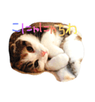 スコティッシュフォールドいりえるの日常（個別スタンプ：10）