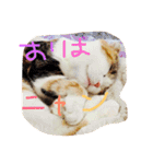 スコティッシュフォールドいりえるの日常（個別スタンプ：18）